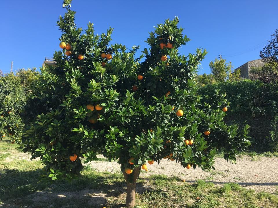 Tenuta Lanza Il Mulino Acquaviva Platani Екстериор снимка